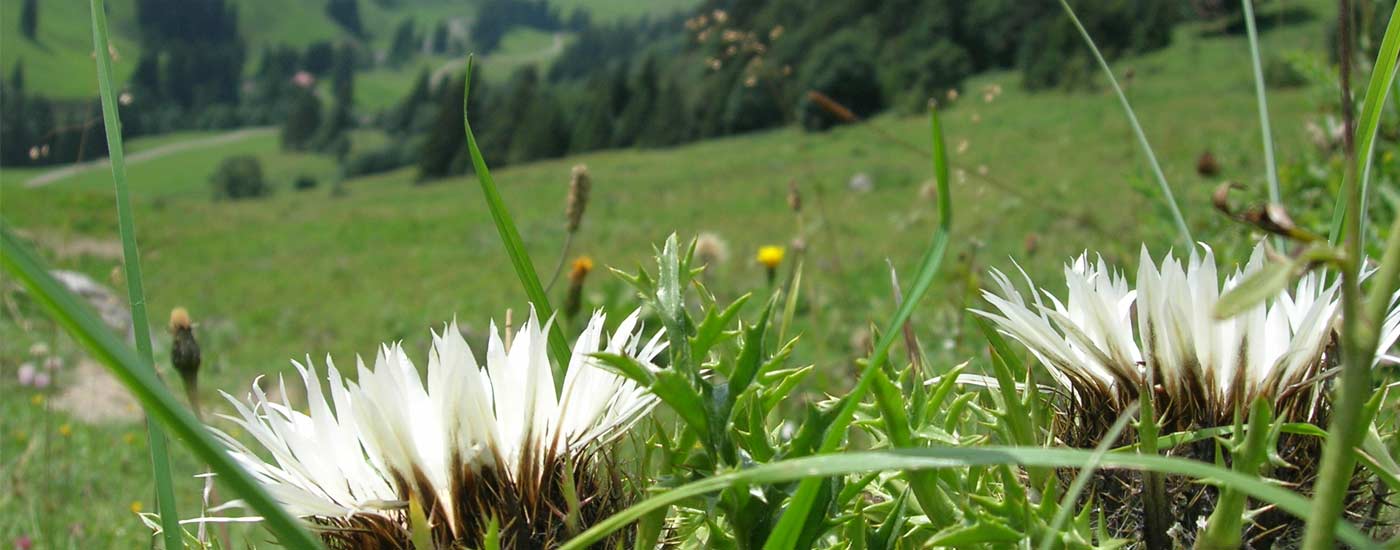 Sommerurlaub in Bad Hindelang