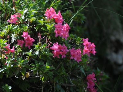 Alpenrosenblüte am Iseler